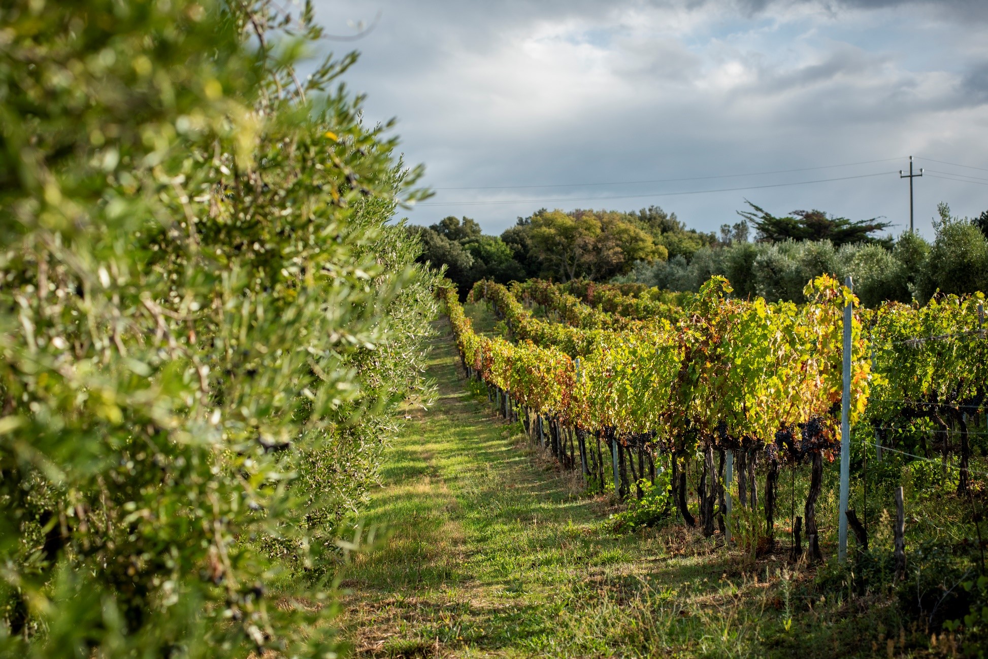 Arillo in Terrabianca, Radda in Chianti — Bild 1