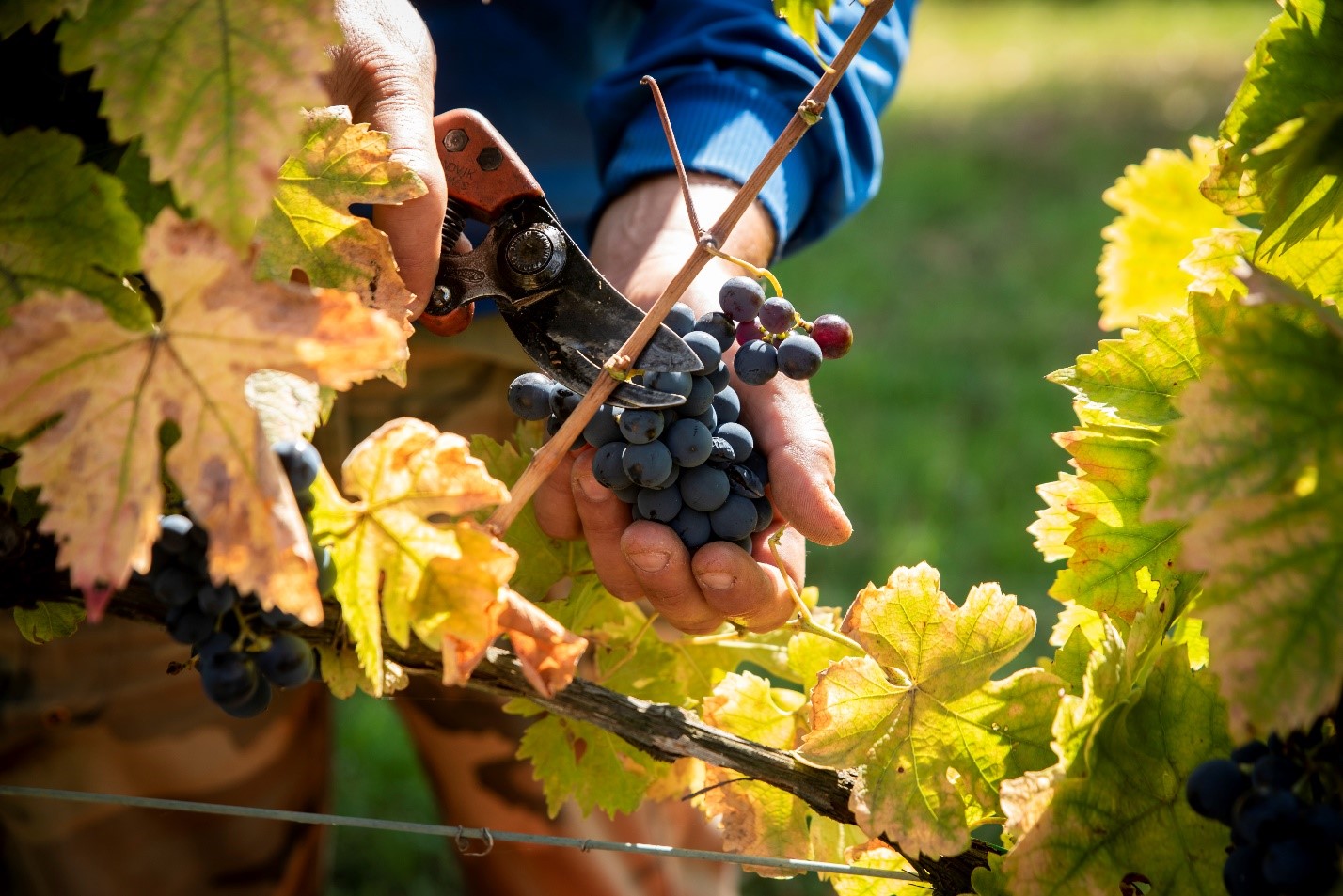 Arillo in Terrabianca, Radda in Chianti — Bild 3