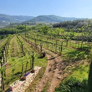 Azienda Agricola Quintarelli Giuseppe, Negrar di Valpolicella — Bild 1