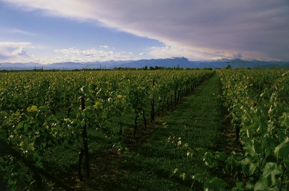 Azienda Agricola Santa Cristina, Peschiera del Garda — Bild 2