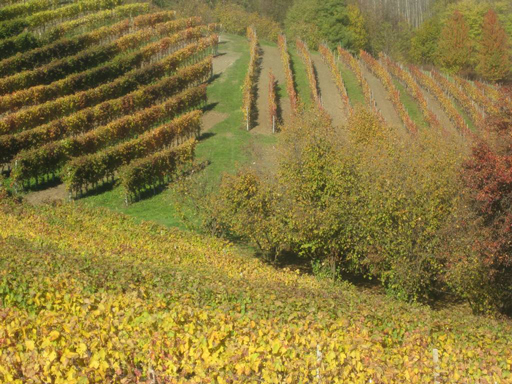 Azienda Vitivinicola Villadoria, Serralunga d'Alba — Bild 3