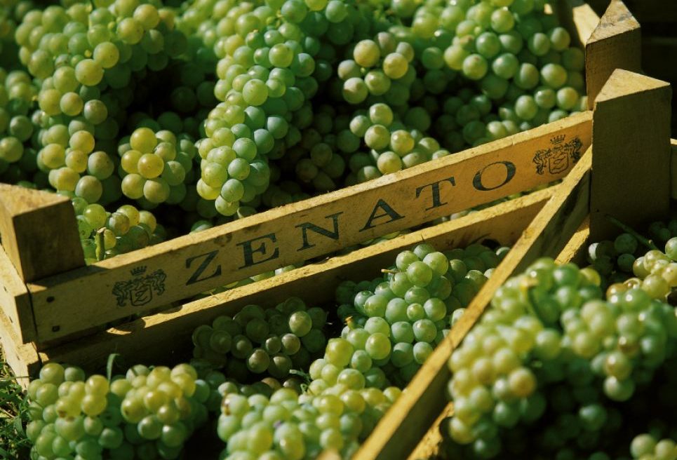Azienda Vitivinicola Zenato, S. Benedetto di Lugana — Bild 2