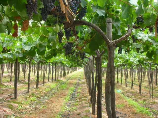 Bodegas Escorihuela Gascón, Belgrano — Bild 3