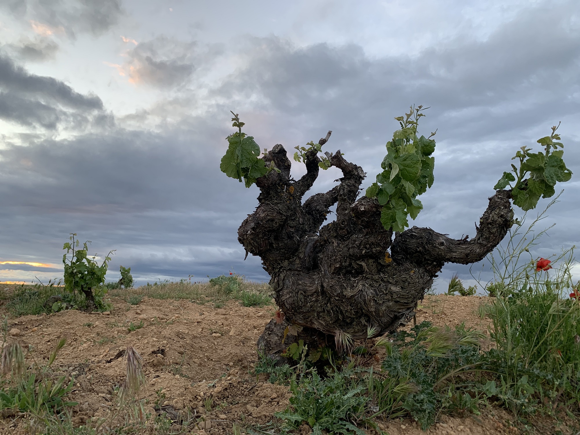 Bodegas y Viñedos Sotero Pintado, Zamora — Bild 2
