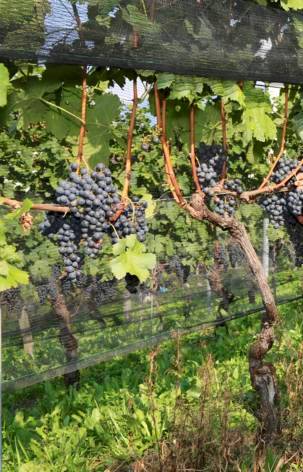 Cantina Amann SA, Contone — Bild 1