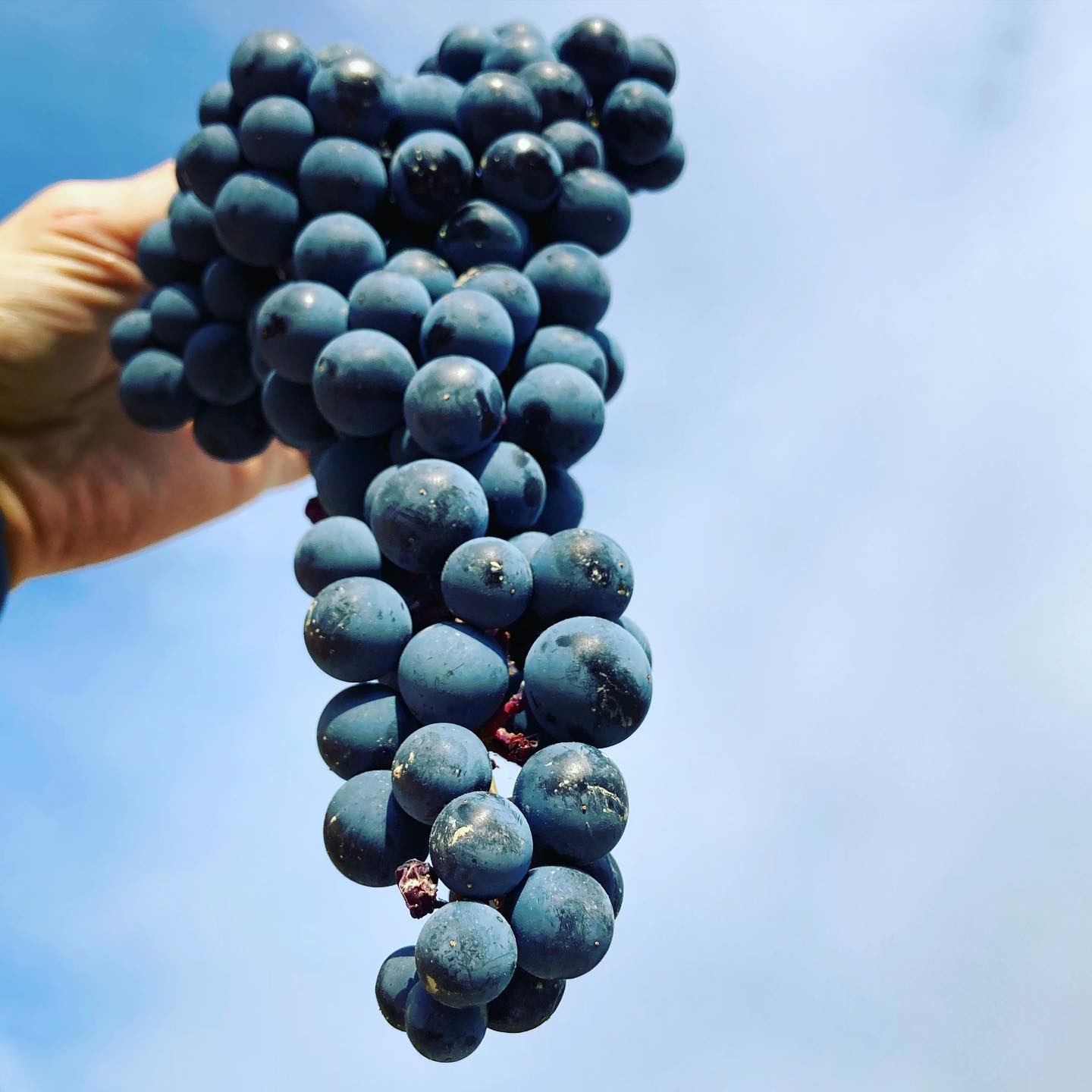 Cantina del Ciabot, Farigliano — Bild 3