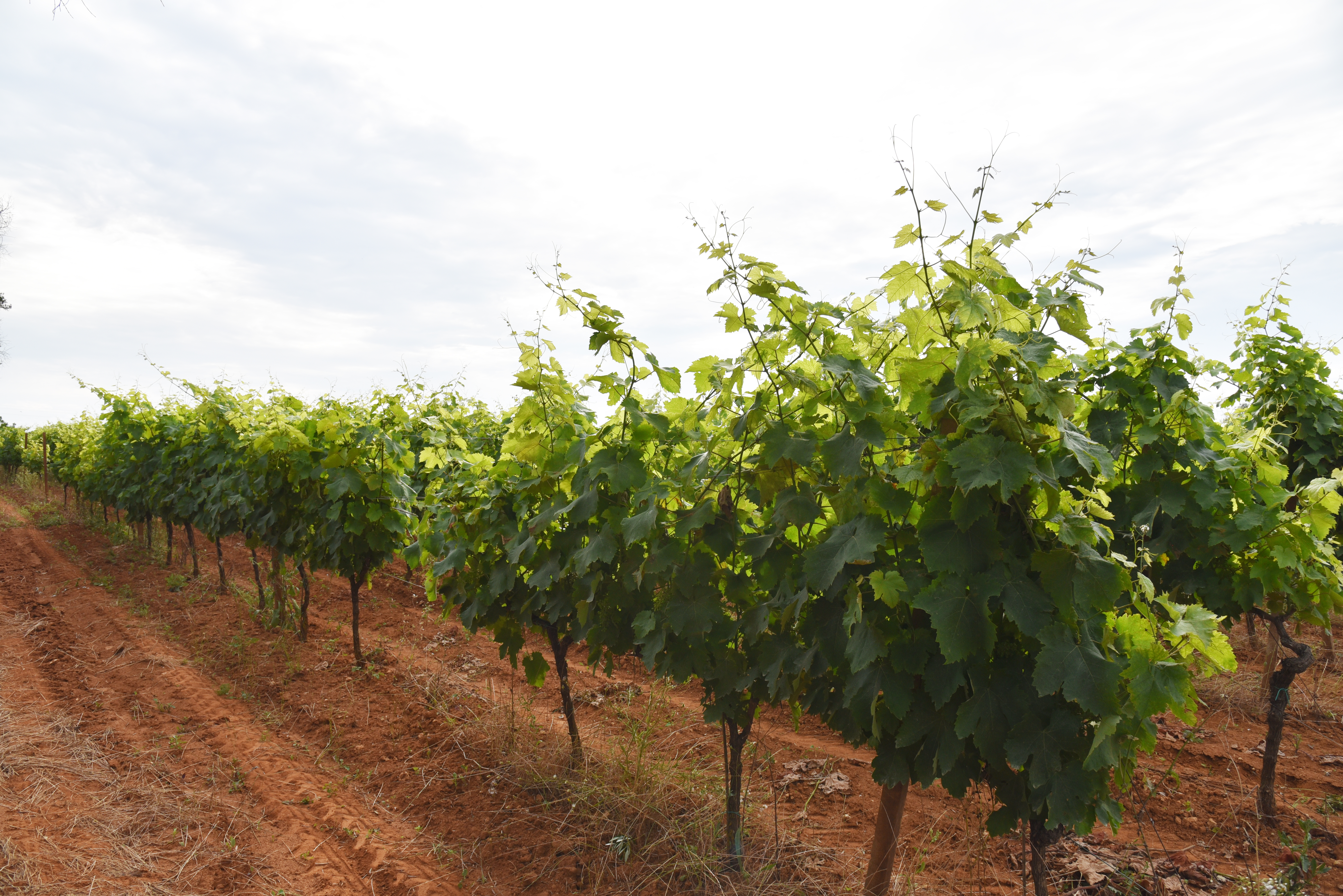 Cantina Sampietrana, San Pietro Vernotico — Bild 2