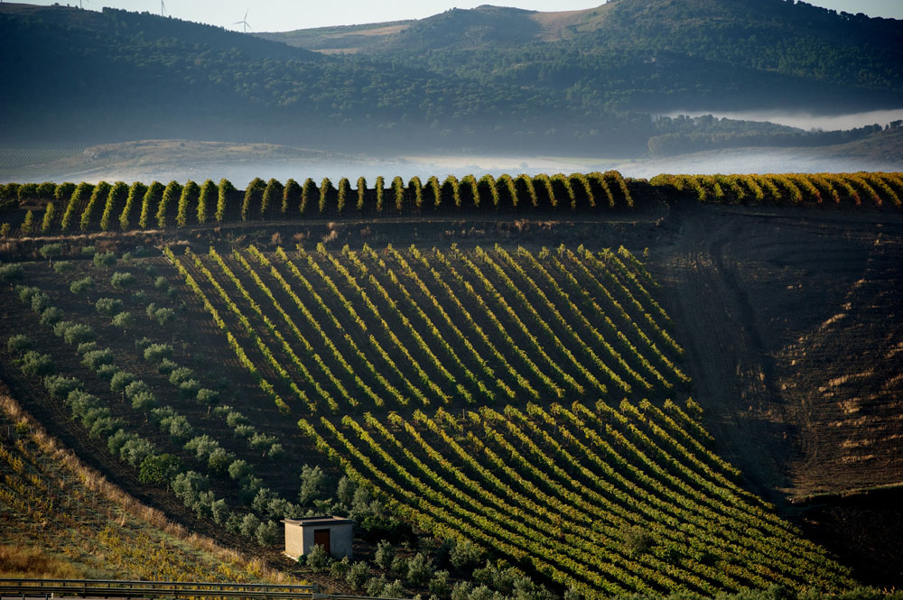 Wines of Sicily, Marsala — Bild 1