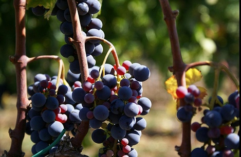 Wines of Sicily, Marsala — Bild 2