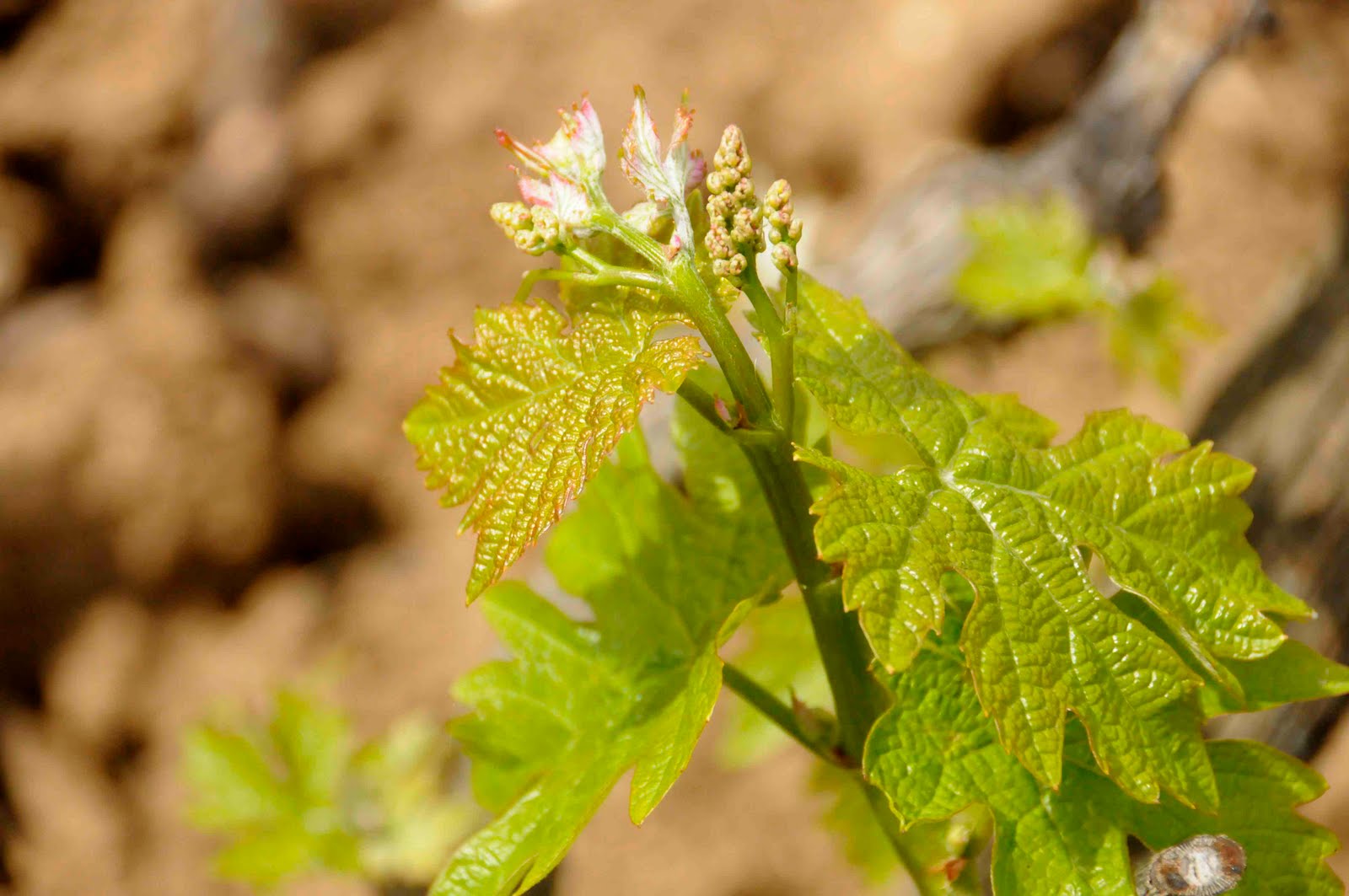 Cantine San Marzano, San Marzano di San Giuseppe, Puglia — Bild 3