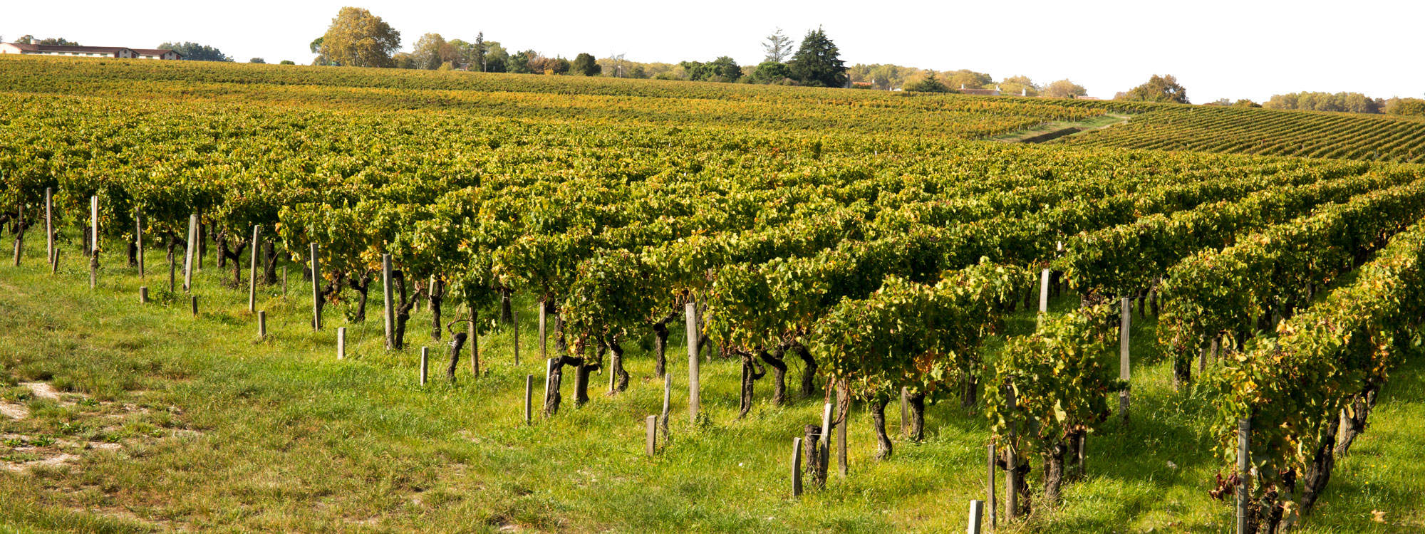 Domaine Charrier-Carbonnieu, Bommes — Bild 3