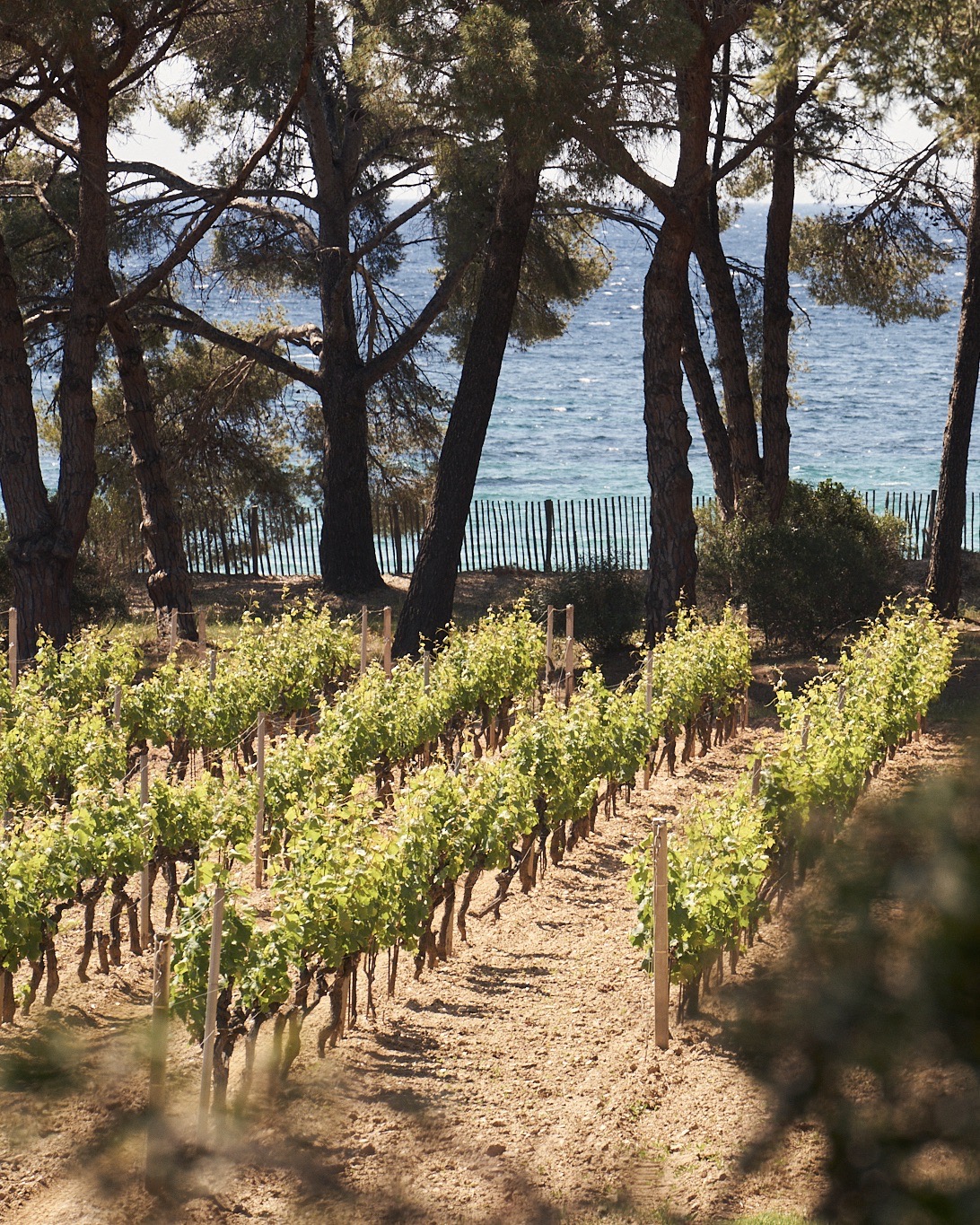 Domaines Ott,  Côtes de Provence — Bild 2