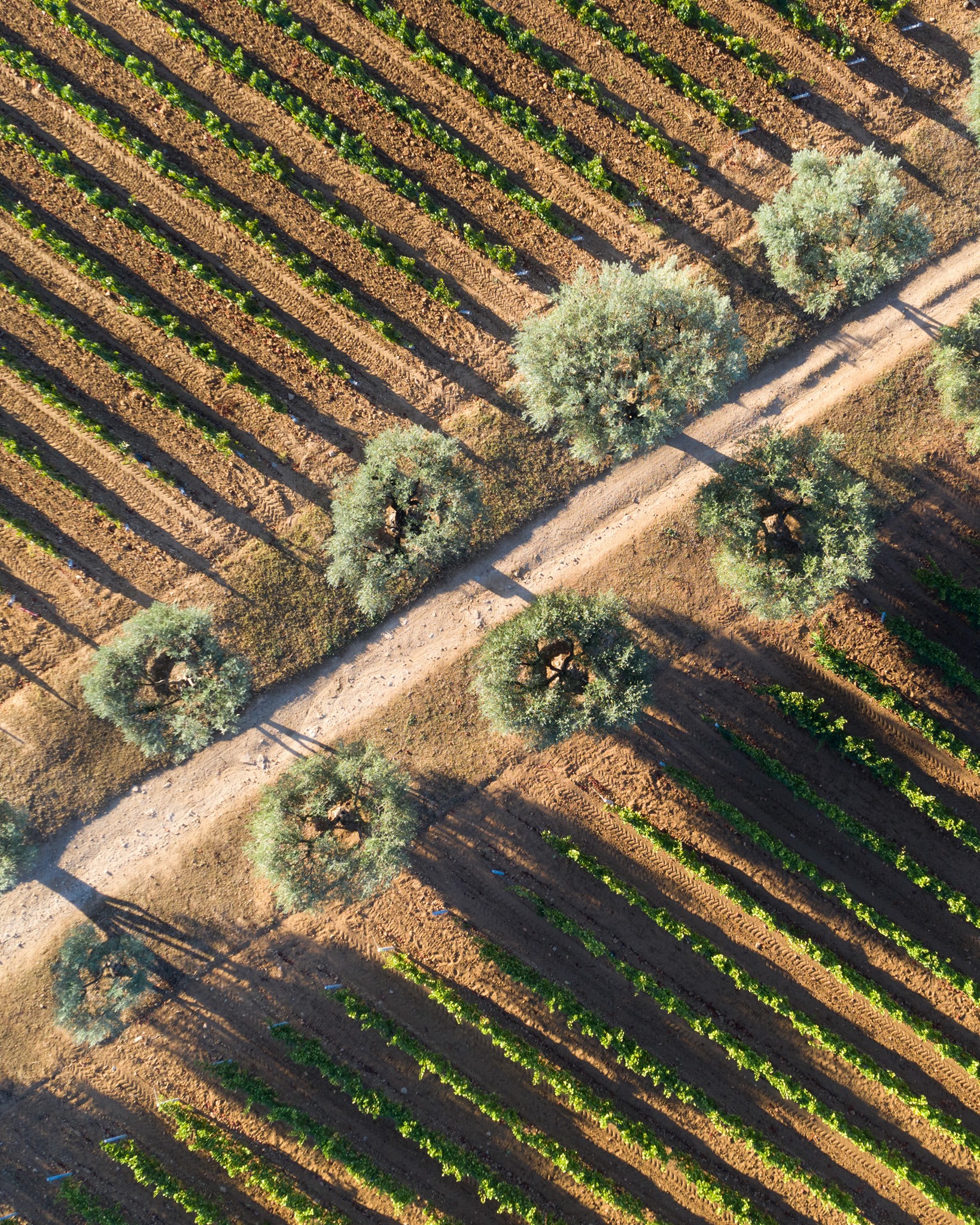 Domaines Ott,  Côtes de Provence — Bild 3