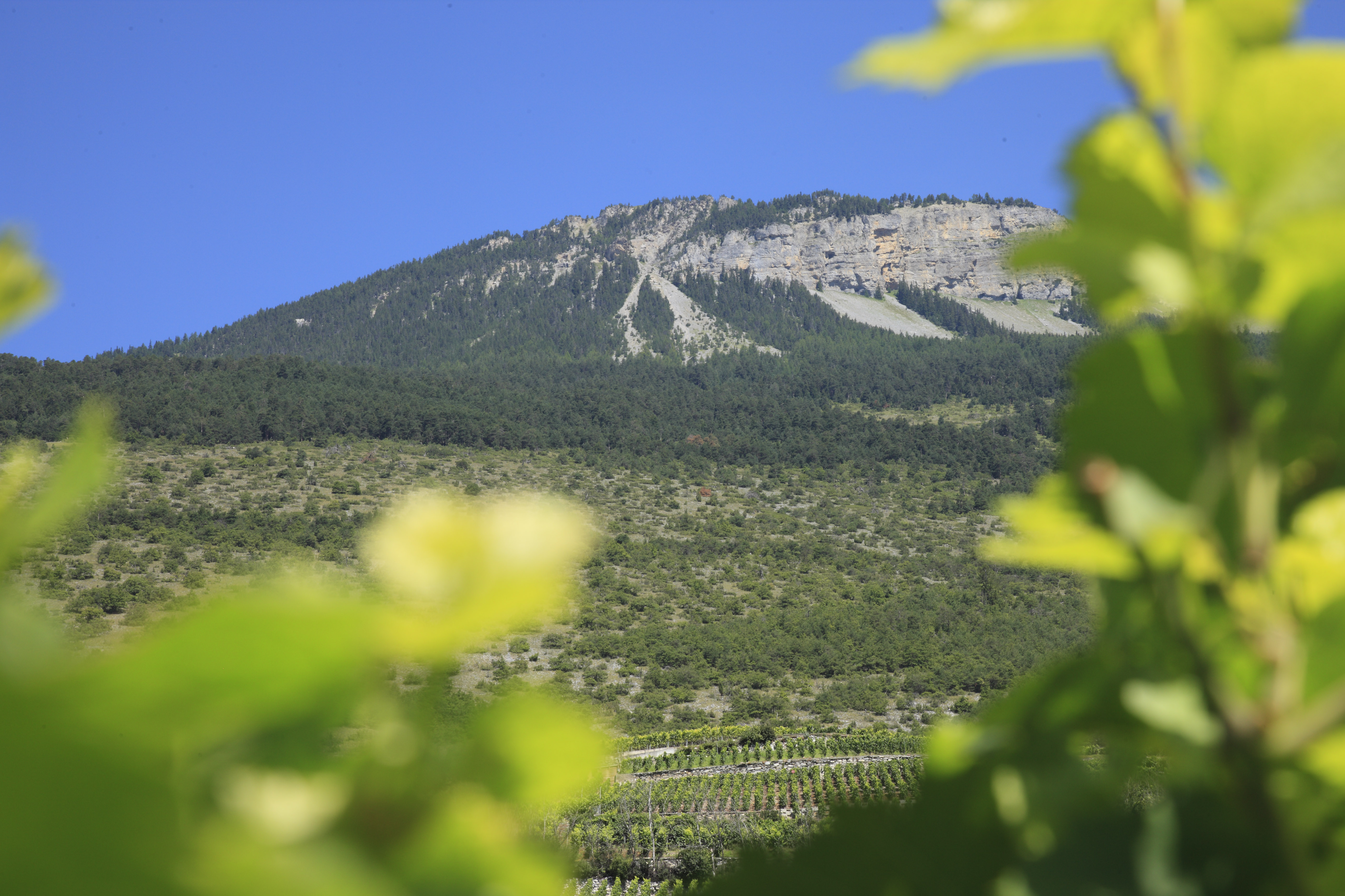Fam.Pierre-Alain Mathier, Vins et Vignobles Julius SA, Salgesch — Bild 2