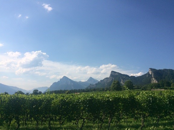 Komminoth Weine, Maienfeld — Bild 1
