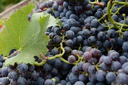 Les Vignerons du Brulhois, Dunes — Bild 2