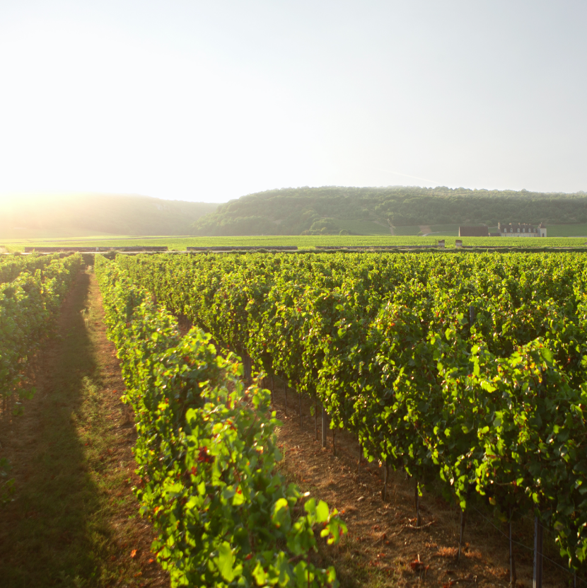 Louis Bouillot, Nuits-Saint-Georges — Bild 2