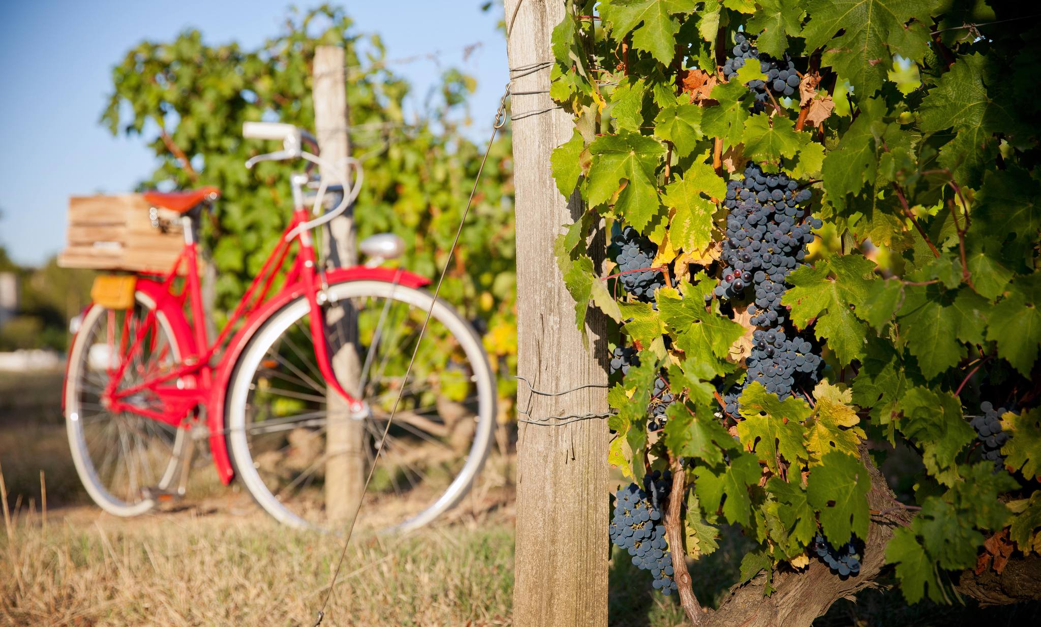 Louis Bouillot, Nuits-Saint-Georges — Bild 3