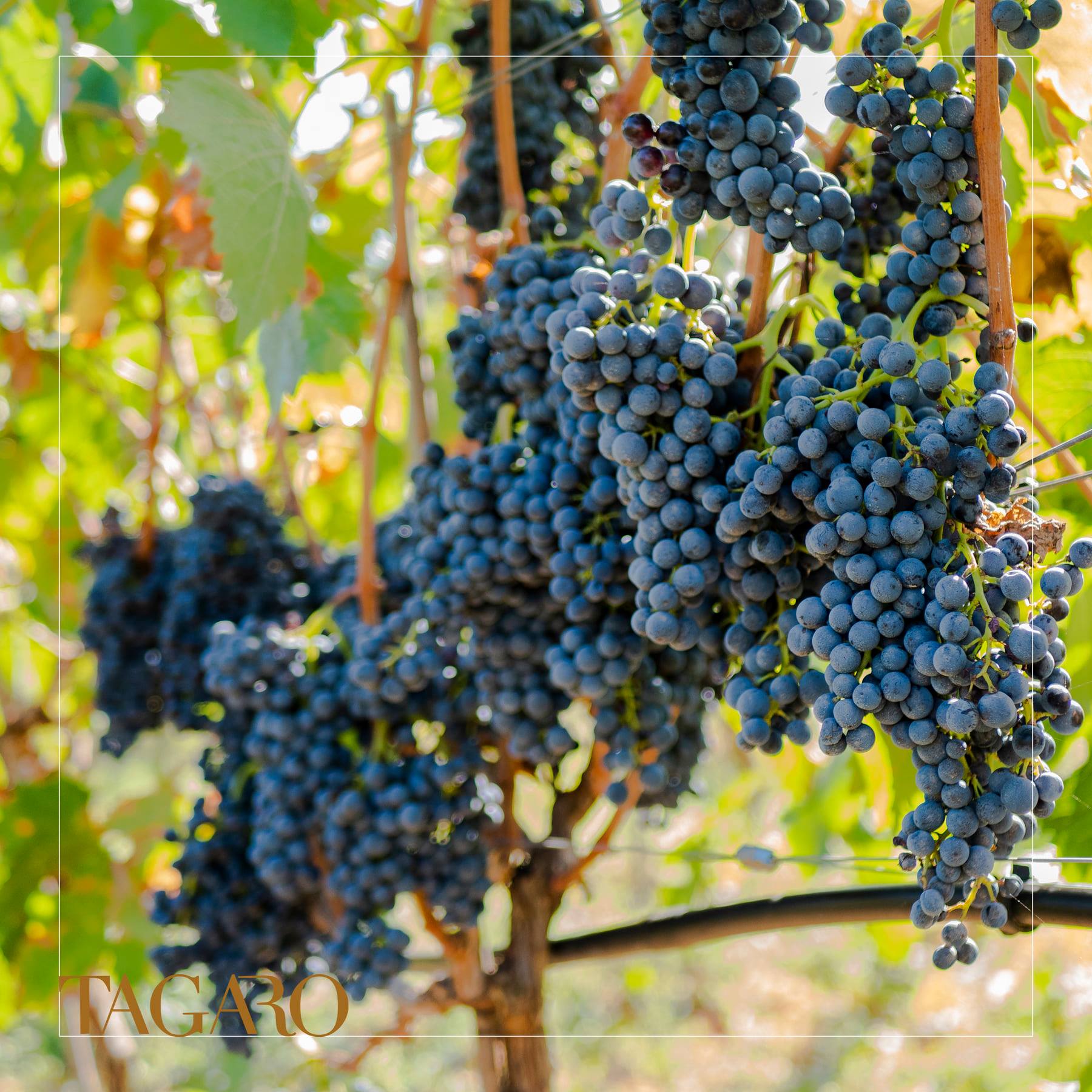 Passolino CA feat. Masseria Tagaro di Lorusso, Fasano — Bild 1