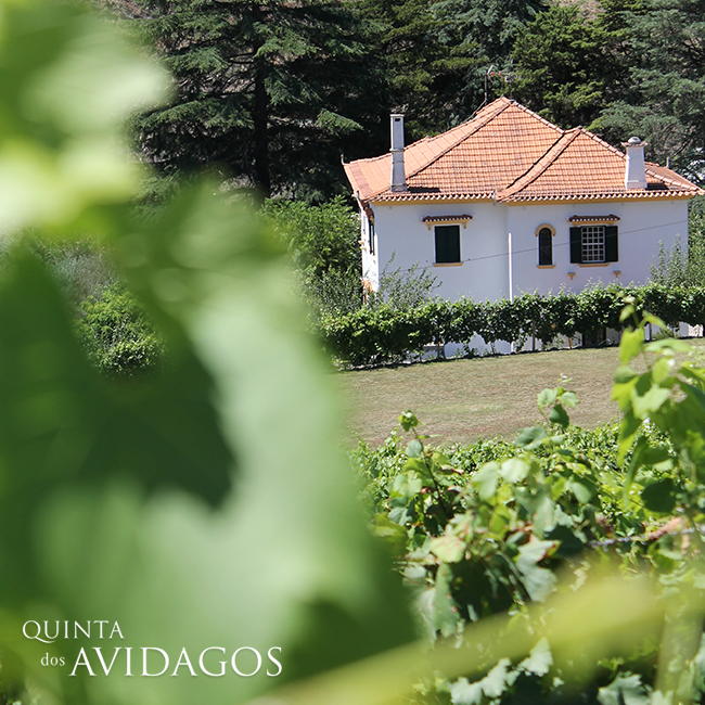 Quinta dos Avidagos, Santa Marta de Penaguião — Bild 1
