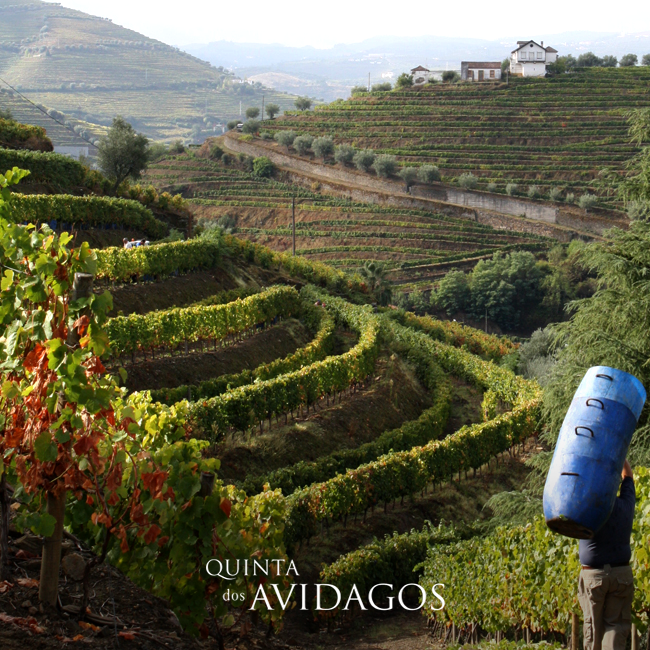 Quinta dos Avidagos, Santa Marta de Penaguião — Bild 2
