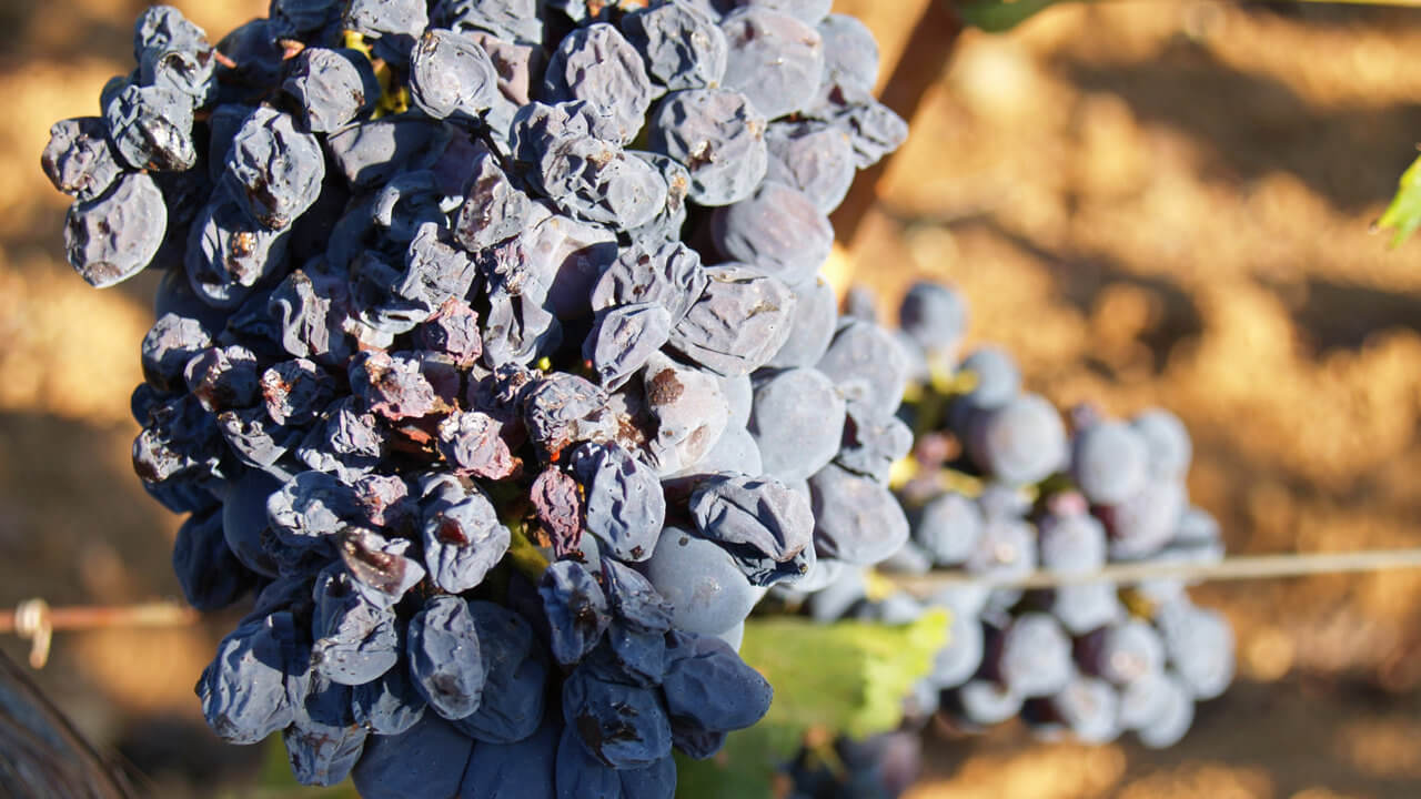 Revolution CA feat. LGI Wines, Carcassonne — Bild 1