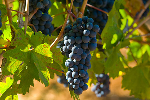 Terra Magica CA feat. Cantine San Marzano, San Marzano di San Giuseppe — Bild 1