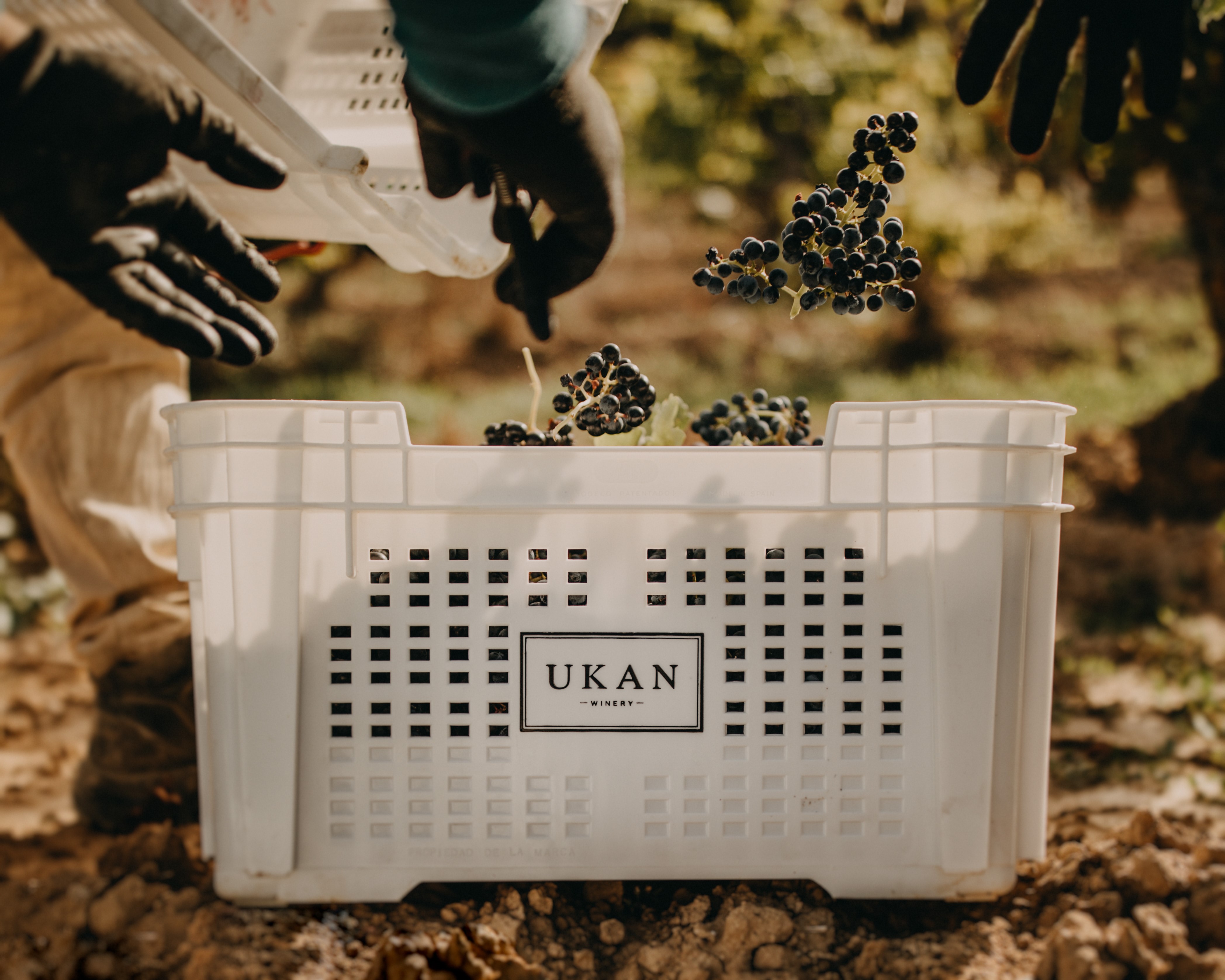 Ukan Winery, Laguardia — Bild 2
