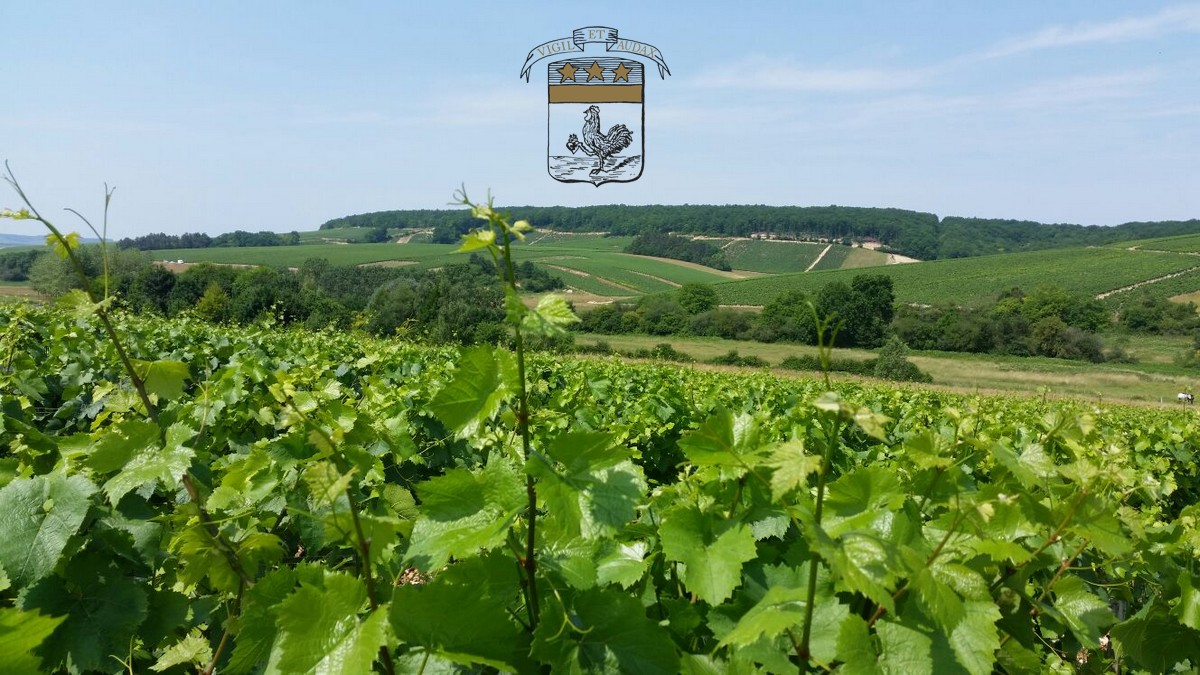 Vignoble Dampt Frères, Collan — Bild 1
