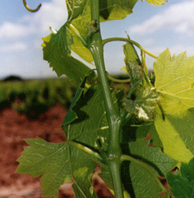 Viñedos de Aldeanueva, Aldeanueva de Ebro — Bild 2