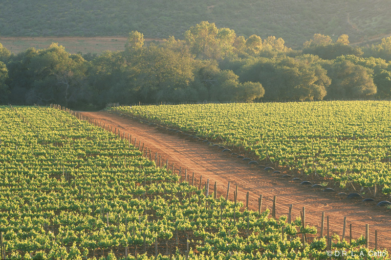 Vinicola L.A. Cetto, Guadalupe — Bild 2