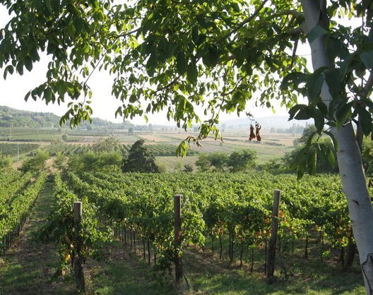 Cantina Colli Euganei, Vò — Bild 2