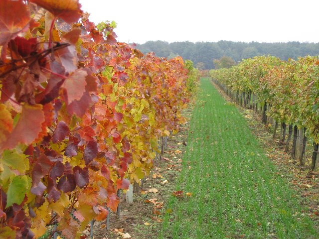 Weingut Böheim, Arbesthal — Bild 3