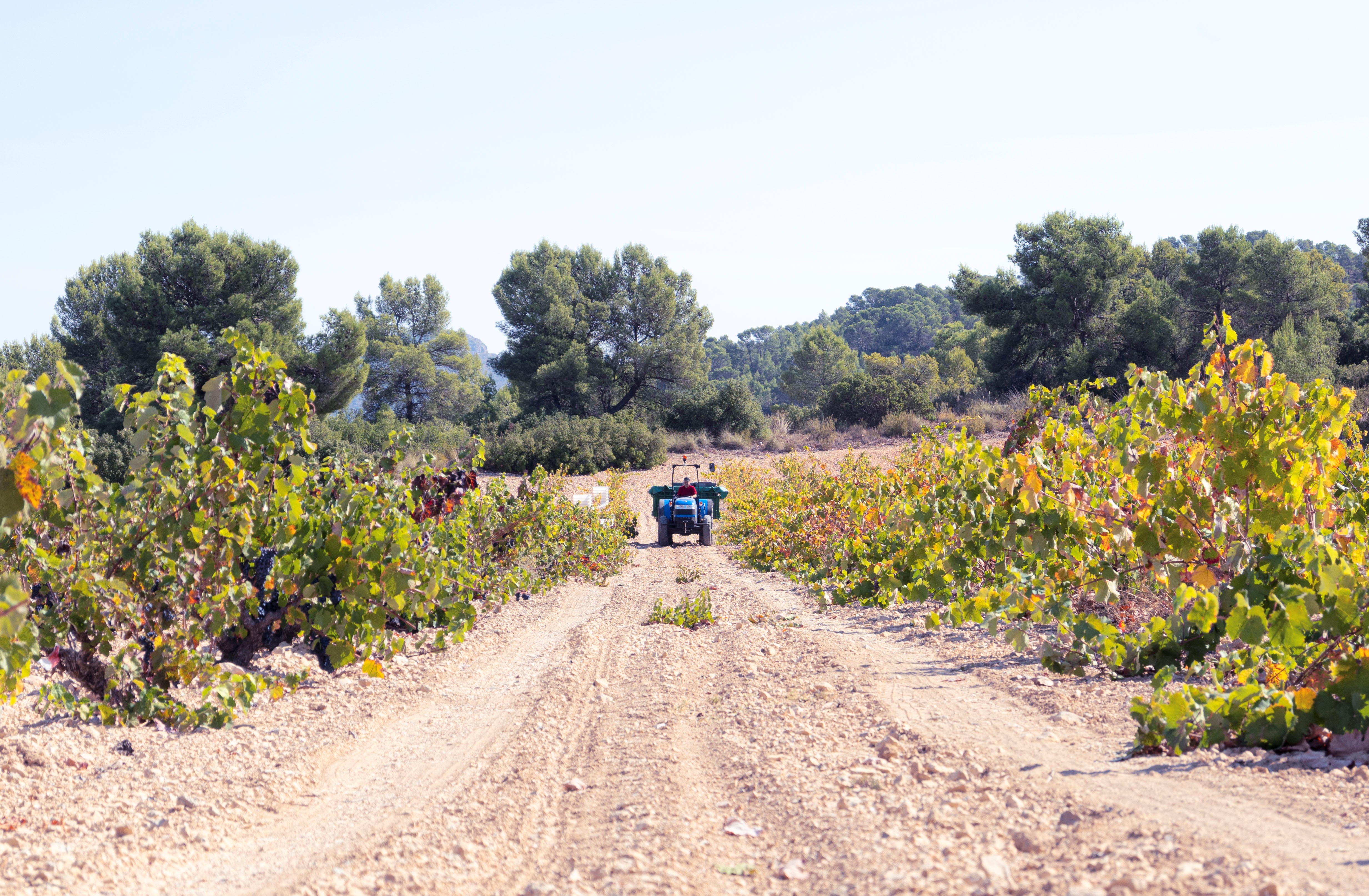 WineryOn Bodegas, Mislata — Bild 3
